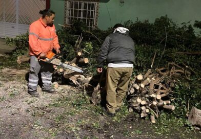 GOBIERNO DE LA CAPITAL ATIENDE CAÍDA DE ÁRBOLES TRAS LLUVIAS GOBIERNO DE LA CAPITAL ATIENDE CAÍDA DE ÁRBOLES TRAS LLUVIAS