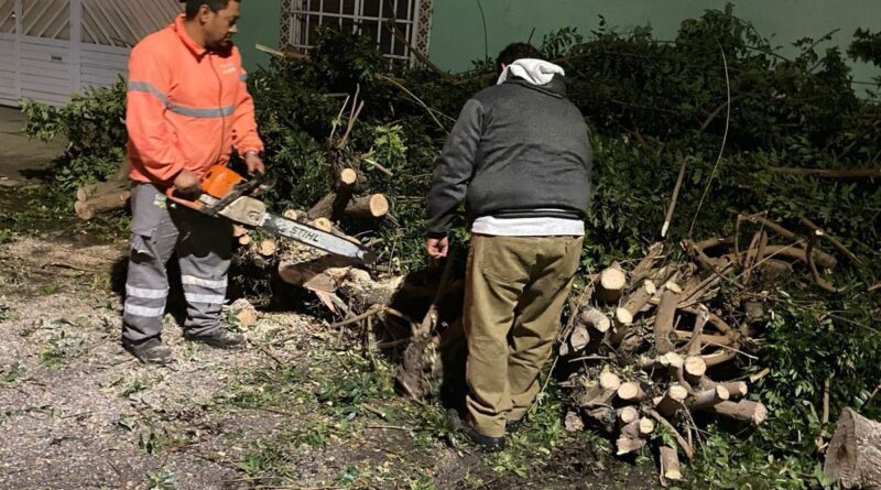 GOBIERNO DE LA CAPITAL ATIENDE CAÍDA DE ÁRBOLES TRAS LLUVIAS GOBIERNO DE LA CAPITAL ATIENDE CAÍDA DE ÁRBOLES TRAS LLUVIAS